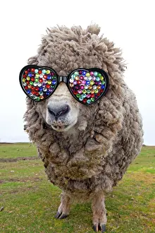 Wooly: Domestic Sheep