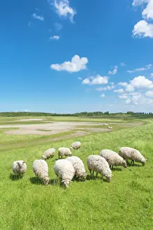 Zwarte: Domestic Sheep