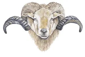 Drents: Domestic Sheep