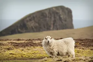 Croft: Domestic Sheep