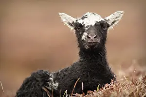 Croft: Domestic Sheep