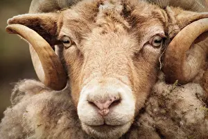 Croft: Domestic Sheep