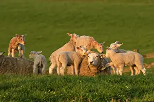 Polder: Domestic Sheep