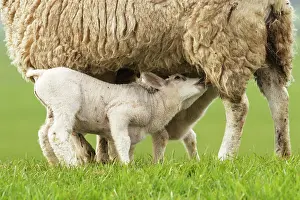 Polder: Domestic Sheep