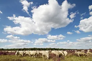 Calluna: Domestic Sheep
