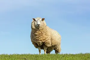 Domesticated: Domestic sheep