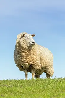 Domesticated: Domestic sheep