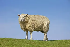 Ewes: Domestic Sheep adult ewe