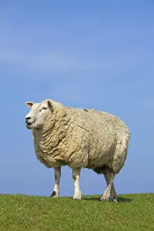 Ewes: Domestic Sheep adult ewe