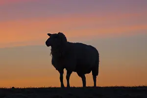 Ewes: Domestic Sheep adult ewe