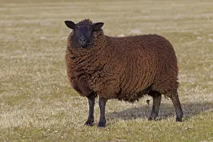 Ewes: Domestic Sheep adult ewe