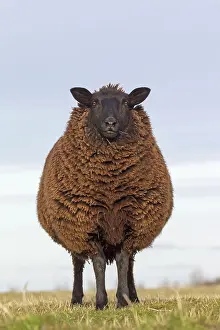 Ewes: Domestic Sheep adult ewe