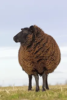 Ewes: Domestic Sheep adult ewe