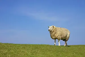 Orientalis: Domestic Sheep adult ewe