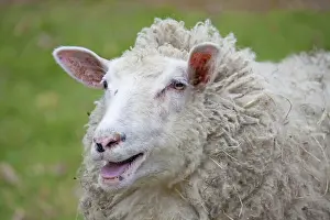 Bleating: Domestic Sheep adult ewe portrait