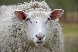 Ewes: Domestic Sheep adult ewe portrait