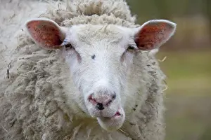 Ewes: Domestic Sheep adult ewe portrait