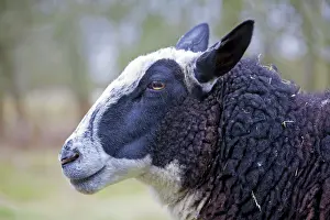 Ewes: Domestic Sheep adult ewe portrait