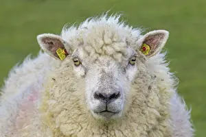 Ewes: Domestic Sheep adult ewe portrait