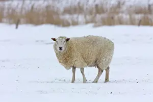 Ewes: Domestic Sheep adult ewe in snow