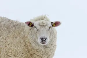Ewes: Domestic Sheep adult ewe in snow