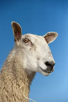 Ungulata: Domestic Sheep, Blue-faced Leicester, ewe, close-up of head