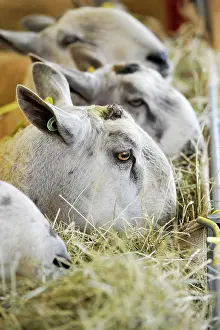 Cumbria: Domestic Sheep, Blue-faced Leicester rams, close-up