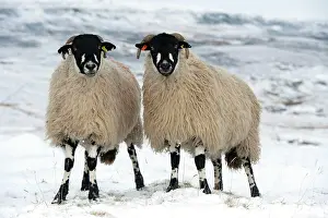 Midlands: Domestic Sheep, Dalesbred, two ewes, standing on