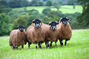 Dalesbred: Domestic Sheep, Dalesbred flock, standing in pasture