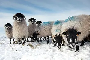 Midlands: Domestic Sheep, Dalesbred flock, standing on snow