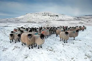 Midlands: Domestic Sheep, Dalesbred flock, standing on snow