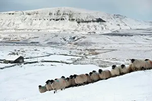 Midlands: Domestic Sheep, Dalesbred flock, standing on snow