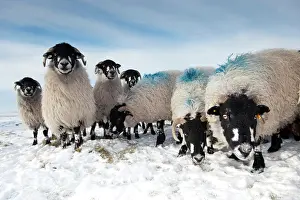 Midlands: Domestic Sheep, Dalesbred flock, standing on snow