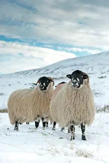 Midlands: Domestic Sheep, Dalesbred flock, standing on snow