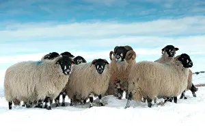Midlands: Domestic Sheep, Dalesbred flock, standing on snow