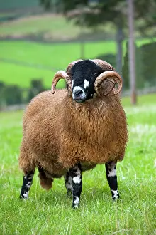 Computer: Domestic Sheep, Dalesbred ram, standing in pasture