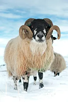 Computer: Domestic Sheep, Dalesbred ram, standing on snow