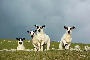 Cumbria: Domestic sheep, domestic animals, ungulates, farm