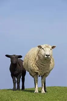 Lambs: Domestic Sheep ewe with lamb