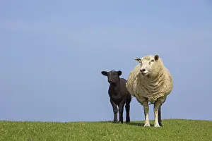 Lambs: Domestic Sheep ewe with lamb