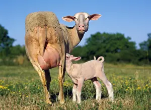 Suckle: Domestic Sheep, Ewe with Lamb suckling, standing in Meadow