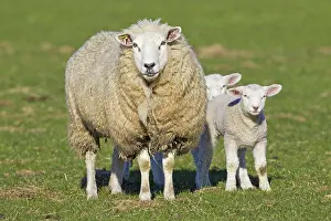 Domestic Sheep ewe with lambs