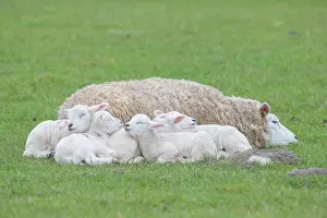 Lambs: Domestic Sheep - ewe and lambs resting on a meadow
