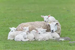 Lambs: Domestic Sheep - ewe and lambs resting on a meadow