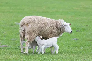 Lambs: Domestic Sheep - ewe nursing lambs in spring - Germany