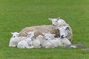 Lamb: Domestic sheep ewe with seven white lambs restin