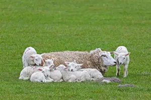 Lamb: Domestic sheep ewe with seven white lambs restin