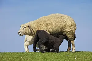 Opposite: Domestic Sheep ewe suckles lambs
