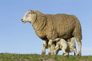 Lambs: Domestic Sheep ewe suckles lambs
