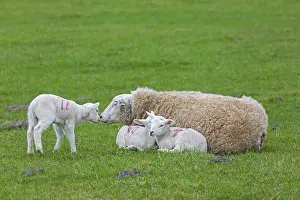 Lamb: Domestic sheep ewe with three white lambs restin